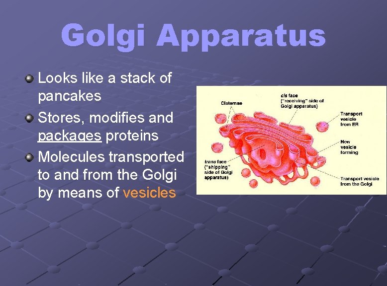 Golgi Apparatus Looks like a stack of pancakes Stores, modifies and packages proteins Molecules