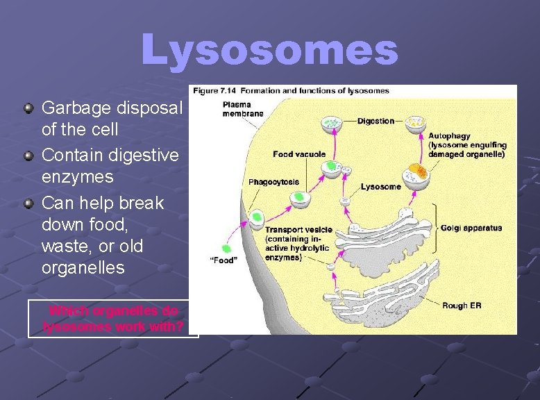 Lysosomes Garbage disposal of the cell Contain digestive enzymes Can help break down food,
