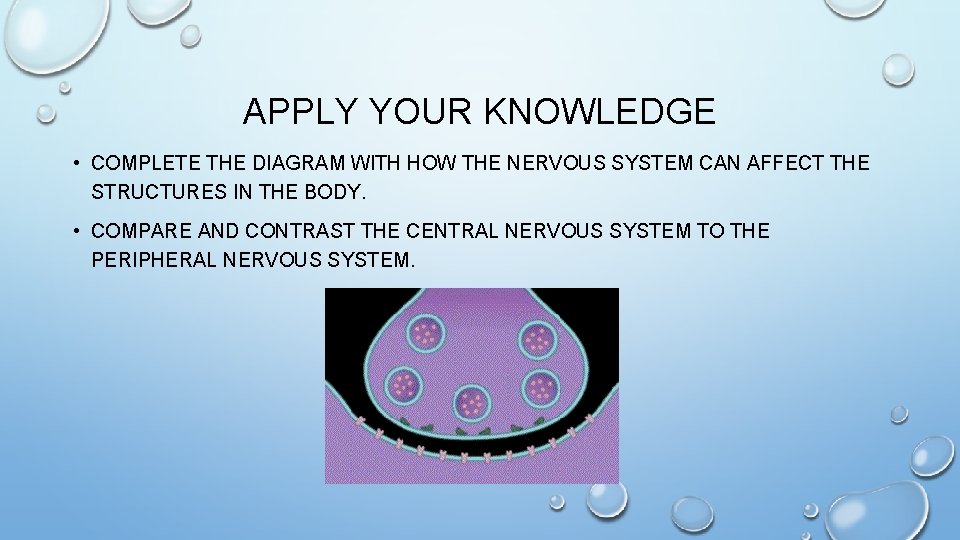 APPLY YOUR KNOWLEDGE • COMPLETE THE DIAGRAM WITH HOW THE NERVOUS SYSTEM CAN AFFECT