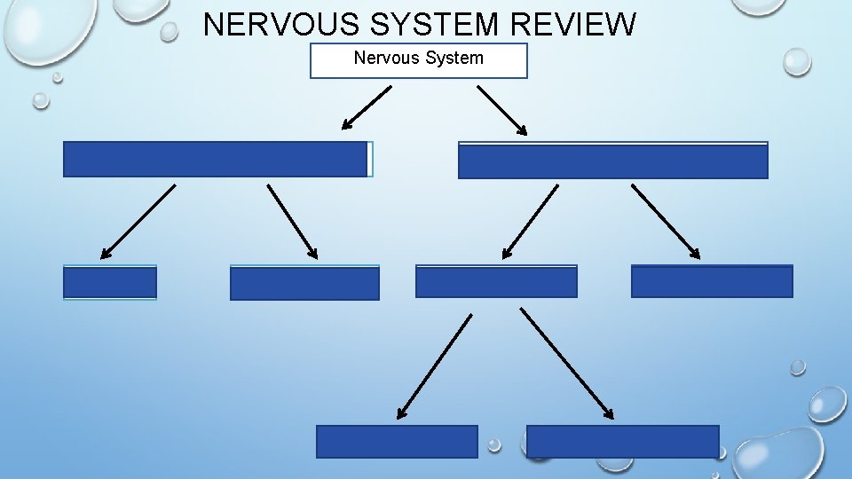 NERVOUS SYSTEM REVIEW Nervous System Central Nervous System Brain Peripheral Nervous System Autonomic Spinal