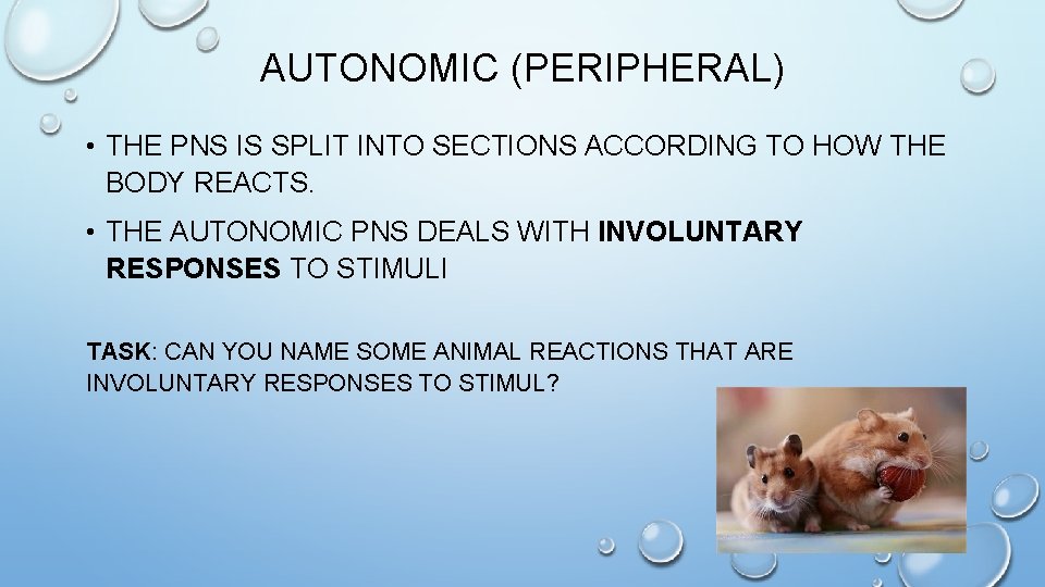 AUTONOMIC (PERIPHERAL) • THE PNS IS SPLIT INTO SECTIONS ACCORDING TO HOW THE BODY
