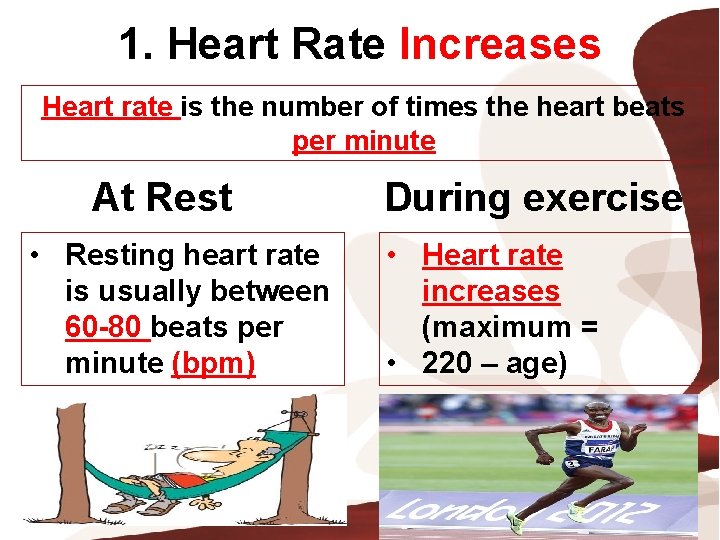 Which Of The Following Increases Heart Rate Topic 7 The Cardiovascular System Learning Objectives To
