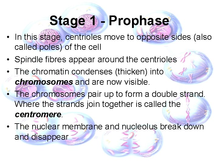 Stage 1 - Prophase • In this stage, centrioles move to opposite sides (also