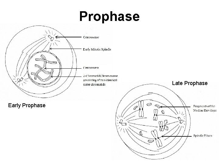 Prophase Late Prophase Early Prophase 