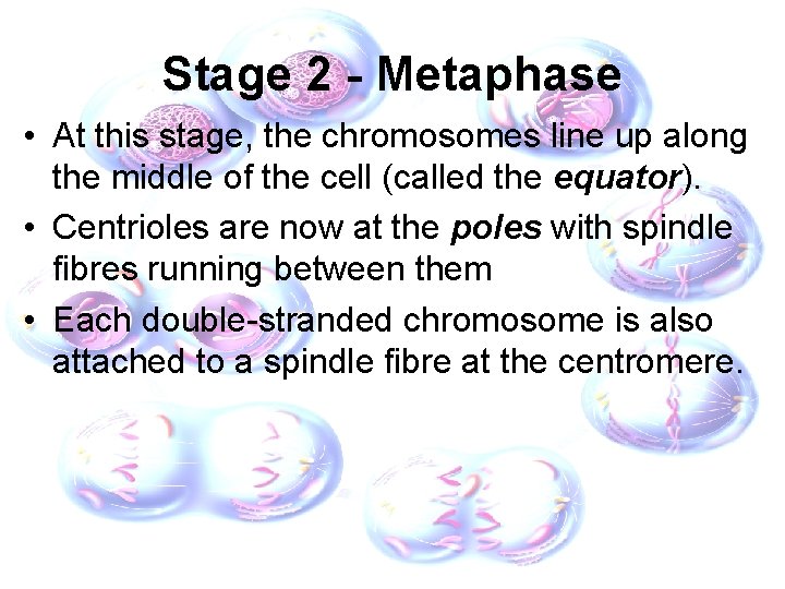 Stage 2 - Metaphase • At this stage, the chromosomes line up along the