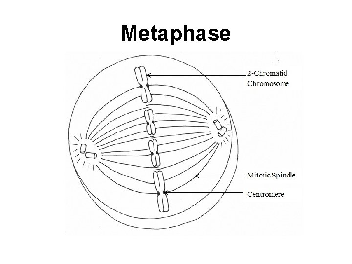 Metaphase 