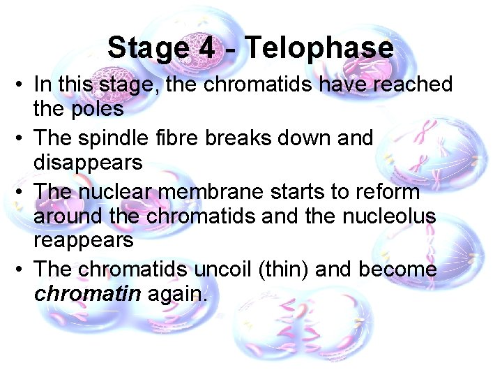 Stage 4 - Telophase • In this stage, the chromatids have reached the poles