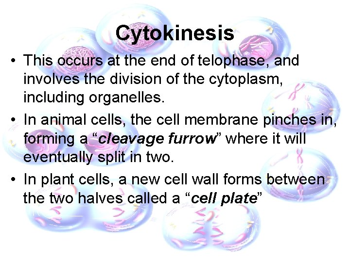 Cytokinesis • This occurs at the end of telophase, and involves the division of