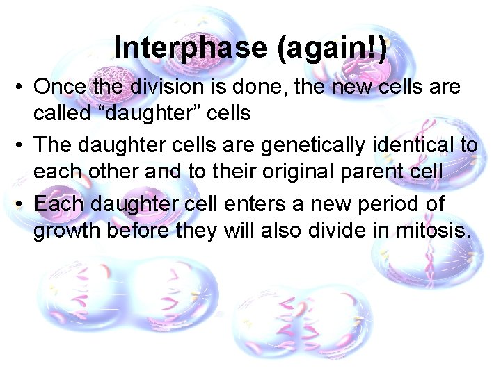 Interphase (again!) • Once the division is done, the new cells are called “daughter”