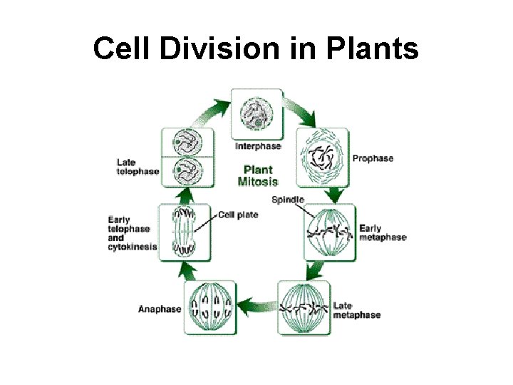 Cell Division in Plants 