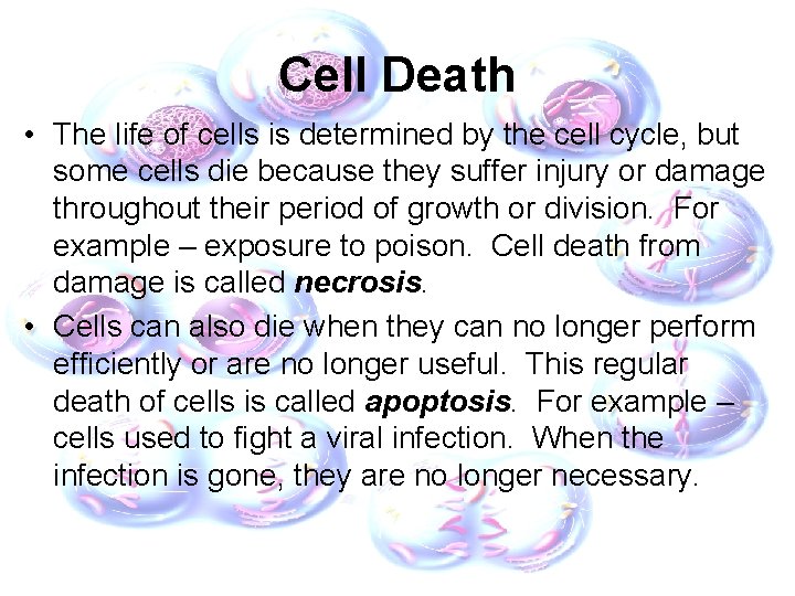 Cell Death • The life of cells is determined by the cell cycle, but