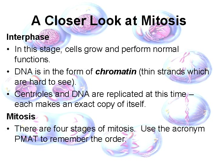 A Closer Look at Mitosis Interphase • In this stage, cells grow and perform