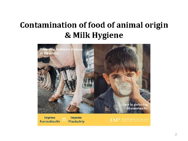 Contamination of food of animal origin & Milk Hygiene 2 