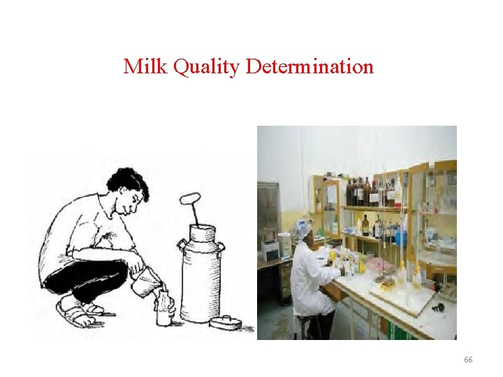 Milk Quality Determination 66 