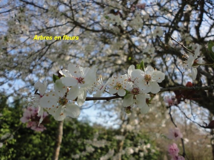 Arbres en fleurs 