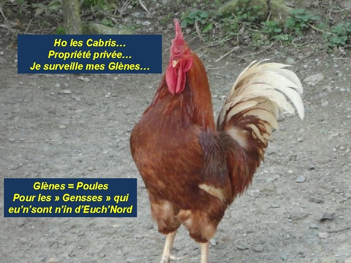 Ho les Cabris… Propriété privée… Je surveille mes Glènes… Glènes = Poules Pour les