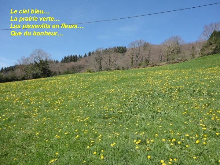 Le ciel bleu… La prairie verte… Les pissenlits en fleurs… Que du bonheur… 