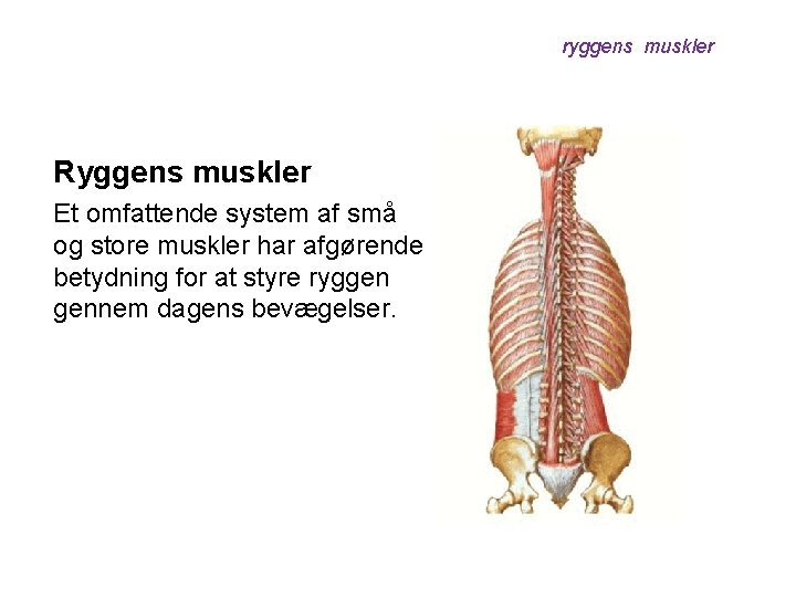 ryggens muskler Ryggens muskler Et omfattende system af små og store muskler har afgørende