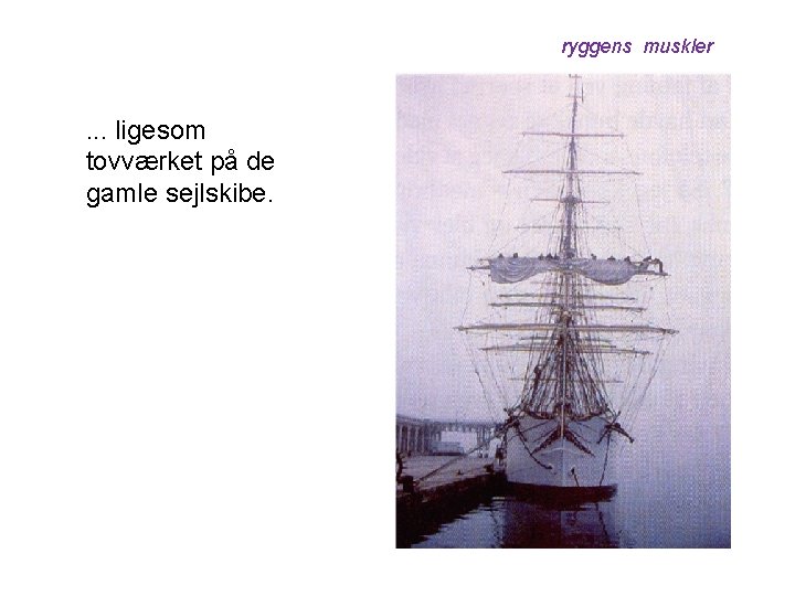 ryggens muskler . . . ligesom tovværket på de gamle sejlskibe. 