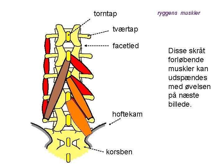 torntap ryggens muskler tværtap facetled hoftekam korsben Disse skråt forløbende muskler kan udspændes med
