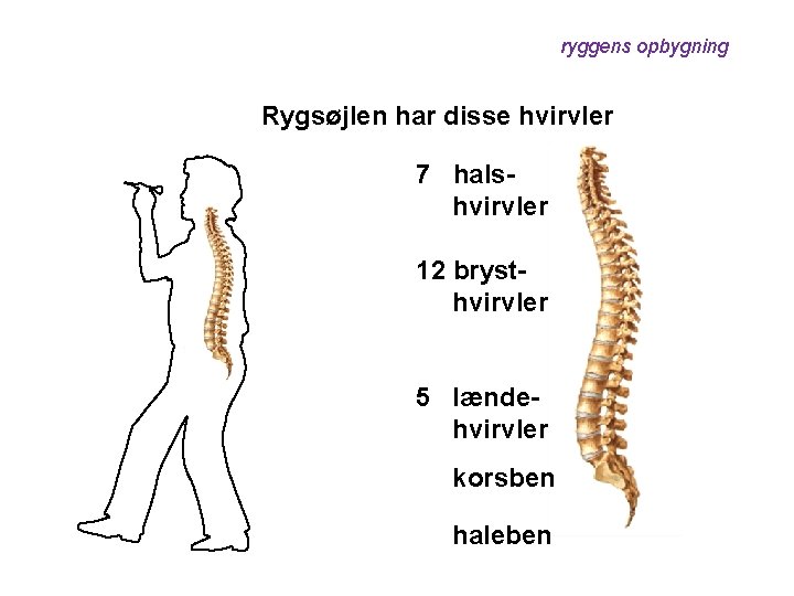 ryggens opbygning Rygsøjlen har disse hvirvler 7 halshvirvler 12 brysthvirvler 5 lændehvirvler korsben haleben