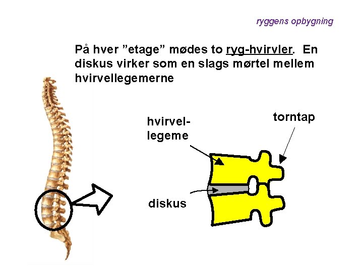 ryggens opbygning På hver ”etage” mødes to ryg-hvirvler. En diskus virker som en slags