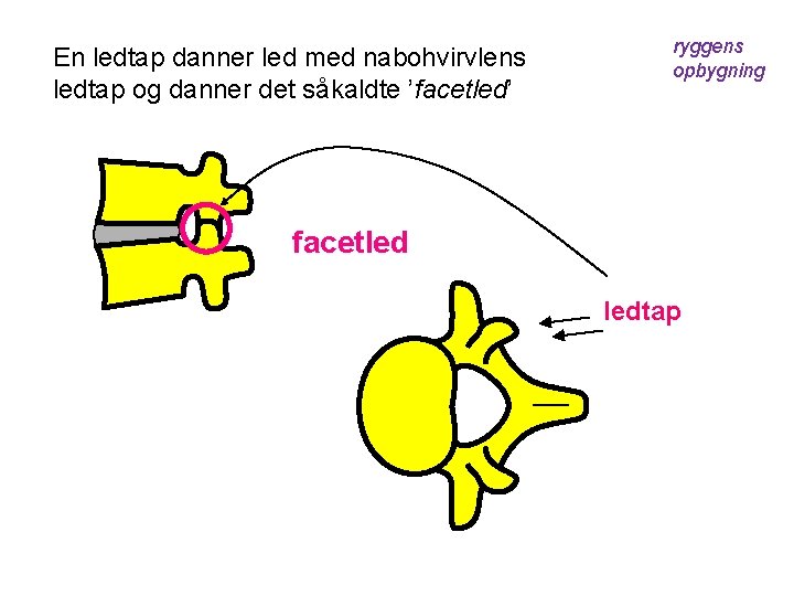 En ledtap danner led med nabohvirvlens ledtap og danner det såkaldte ’facetled’ ryggens opbygning