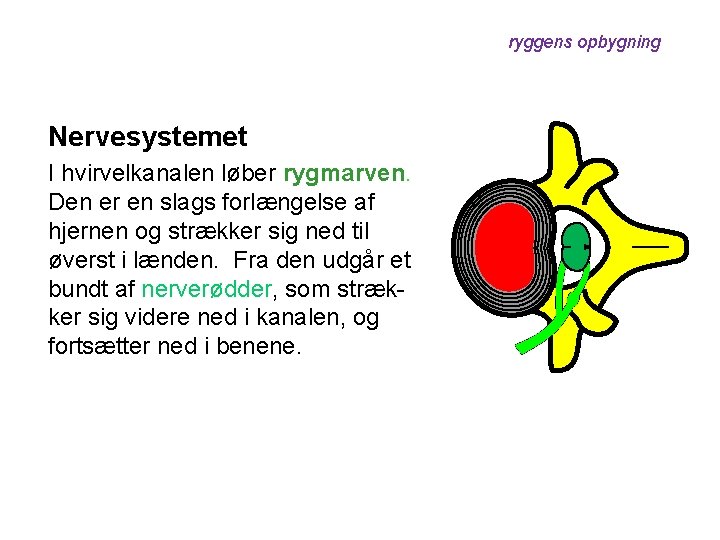 ryggens opbygning Nervesystemet I hvirvelkanalen løber rygmarven. Den er en slags forlængelse af hjernen