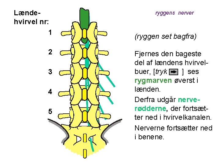 Lændehvirvel nr: 1 2 3 4 5 ryggens nerver (ryggen set bagfra) Fjernes den