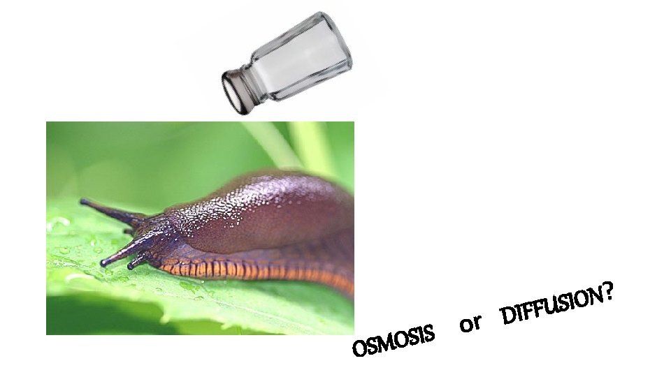 D r o S I S O OSM ? N O I IFFUS 