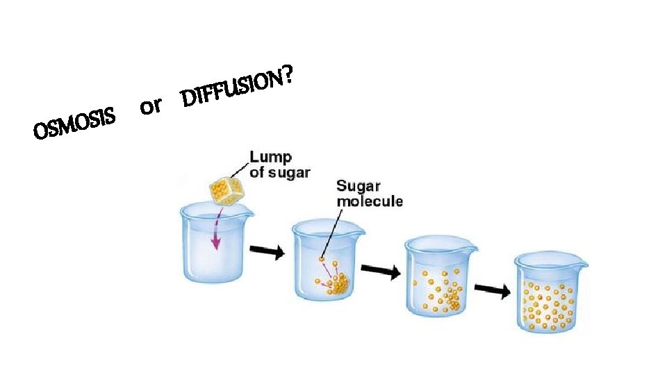 r o S I S O OSM ? N O I S DIFFU 