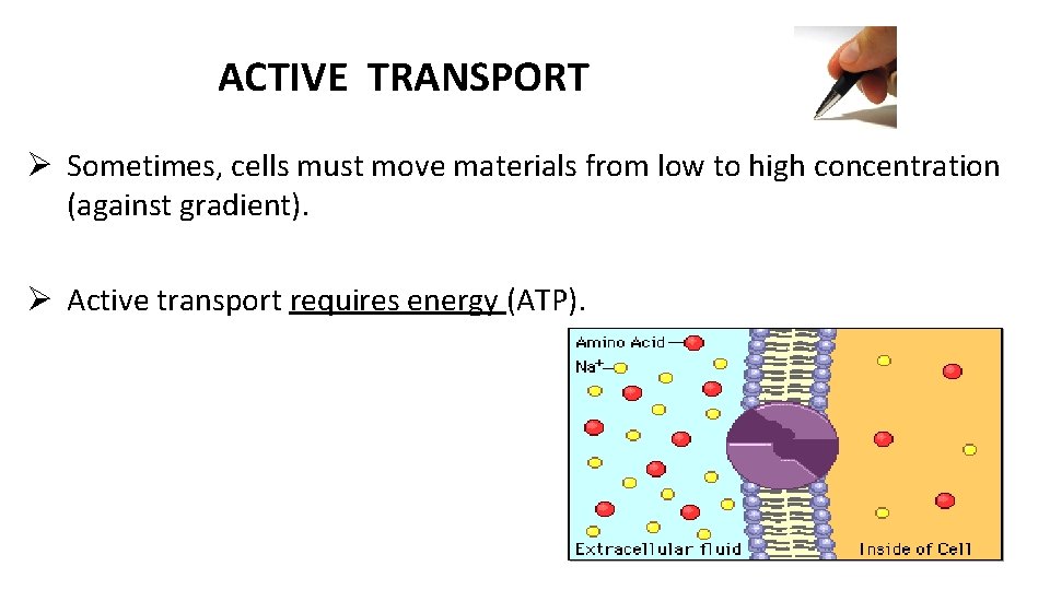 ACTIVE TRANSPORT Ø Sometimes, cells must move materials from low to high concentration (against