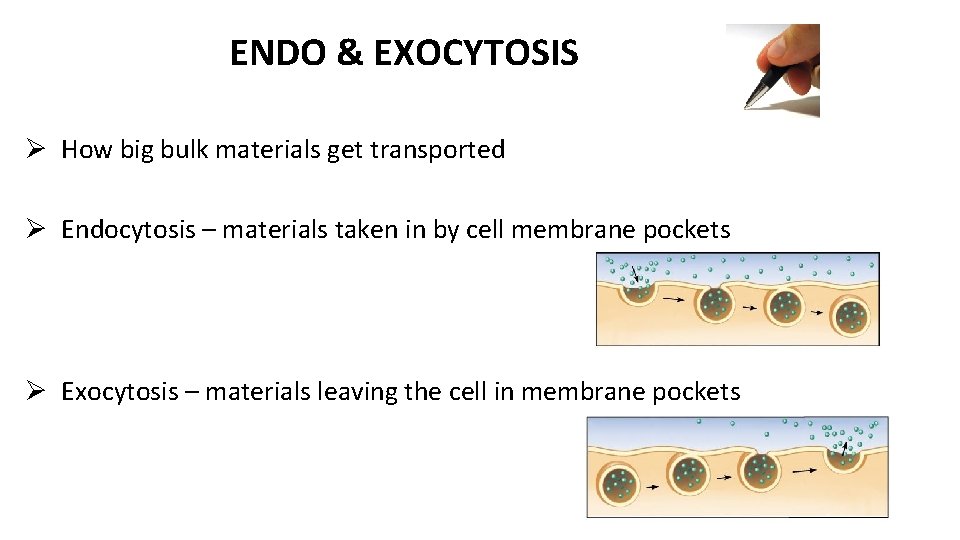 ENDO & EXOCYTOSIS Ø How big bulk materials get transported Ø Endocytosis – materials