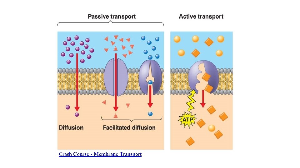 Crash Course - Membrane Transport 