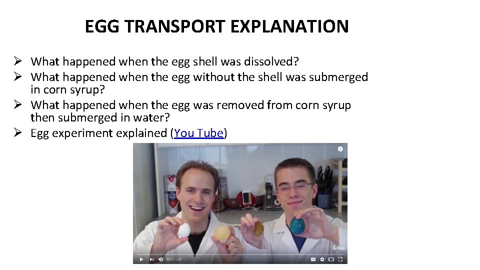 EGG TRANSPORT EXPLANATION Ø What happened when the egg shell was dissolved? Ø What