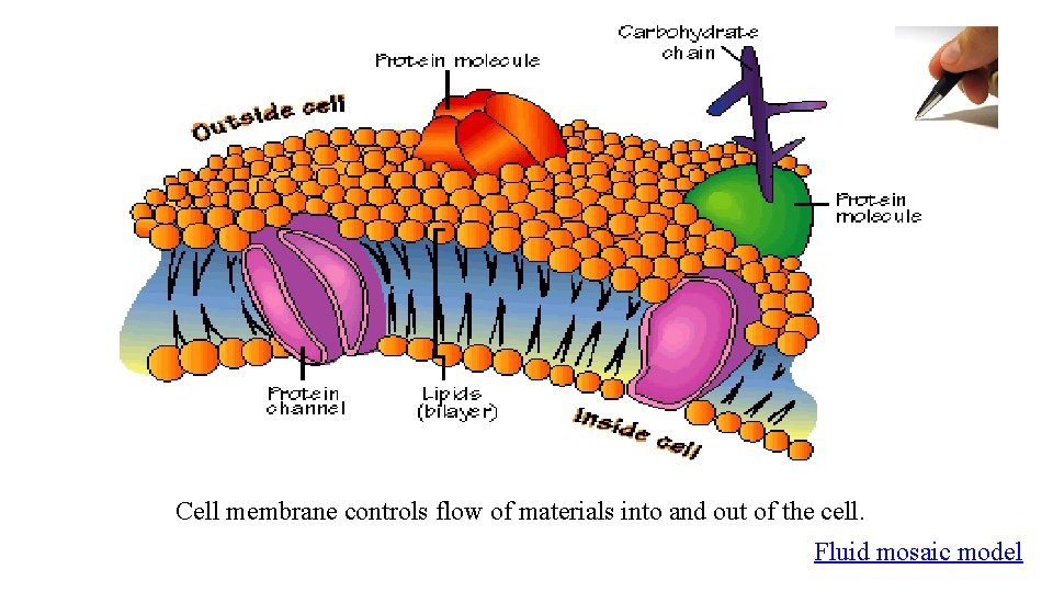 Cell membrane controls flow of materials into and out of the cell. Fluid mosaic