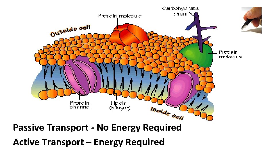 Passive Transport - No Energy Required Active Transport – Energy Required 