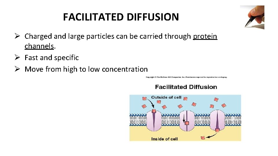 FACILITATED DIFFUSION Ø Charged and large particles can be carried through protein channels. Ø