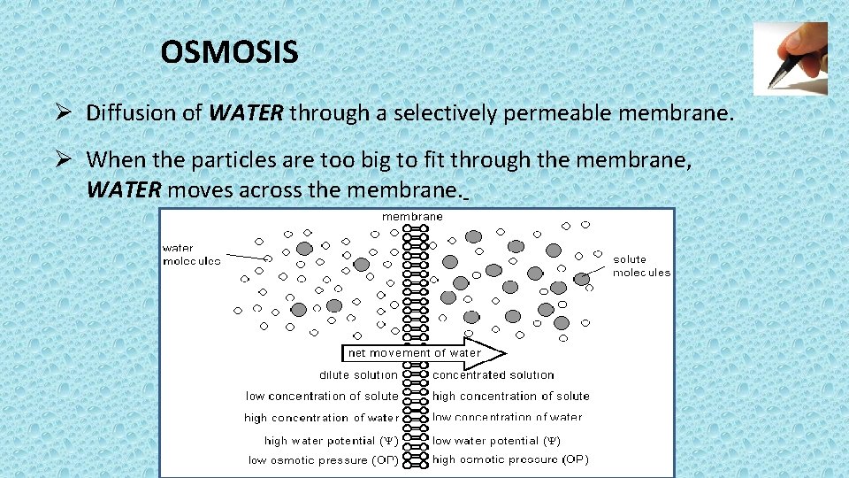 OSMOSIS Ø Diffusion of WATER through a selectively permeable membrane. Ø When the particles
