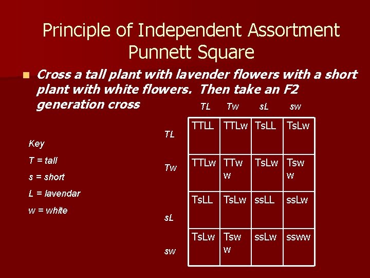 Principle of Independent Assortment Punnett Square n Cross a tall plant with lavender flowers