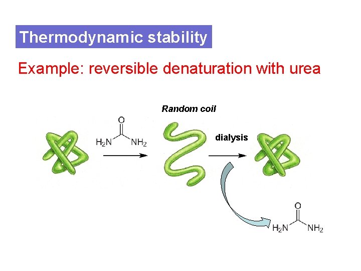 Thermodynamic stability Example: reversible denaturation with urea Random coil dialysis 