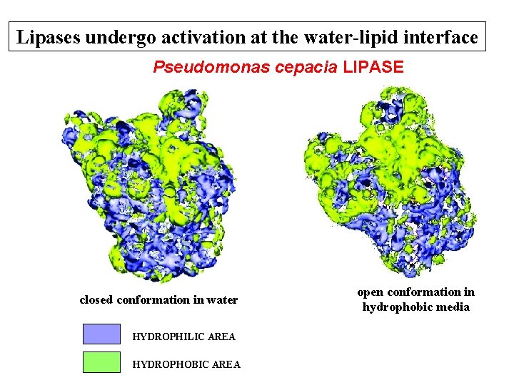 Lipases undergo activation at the water-lipid interface Pseudomonas cepacia LIPASE closed conformation in water