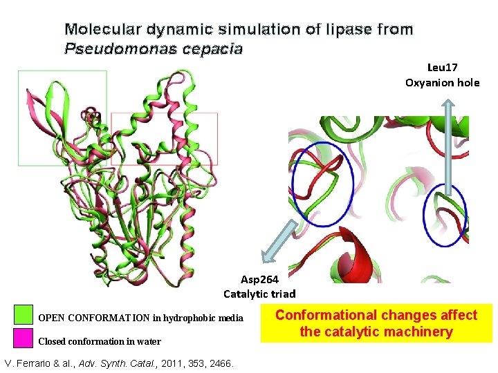 Molecular dynamic simulation of lipase from Pseudomonas cepacia Leu 17 Oxyanion hole Asp 264