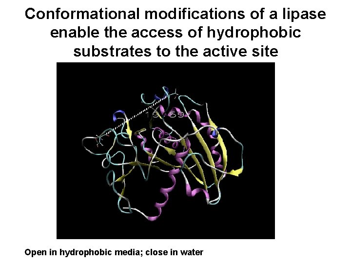 Conformational modifications of a lipase enable the access of hydrophobic substrates to the active