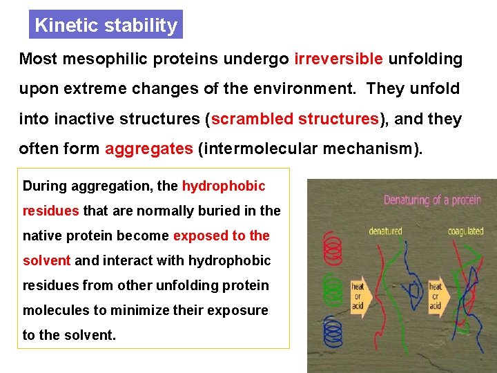Kinetic stability Most mesophilic proteins undergo irreversible unfolding upon extreme changes of the environment.
