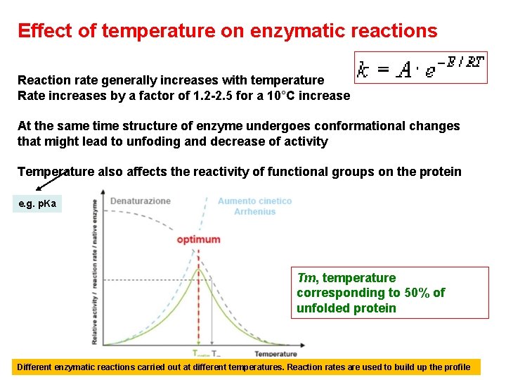 Effect of temperature on enzymatic reactions Reaction rate generally increases with temperature Rate increases