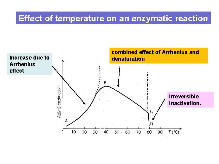 Effect of temperature on an enzymatic reaction Increase due to Arrhenius effect combined effect