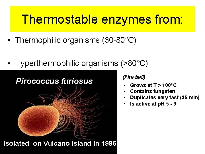 Thermostable enzymes from: • Thermophilic organisms (60 -80°C) • Hyperthermophilic organisms (>80°C) Pirococcus furiosus