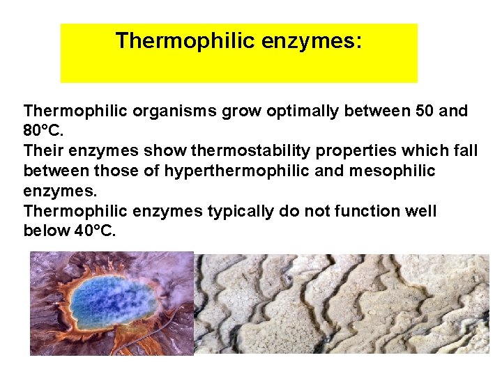 Thermophilic enzymes: Thermophilic organisms grow optimally between 50 and 80°C. Their enzymes show thermostability