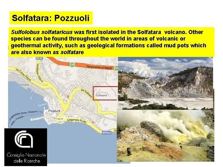 Solfatara: Pozzuoli Sulfolobus solfataricus was first isolated in the Solfatara volcano. Other species can